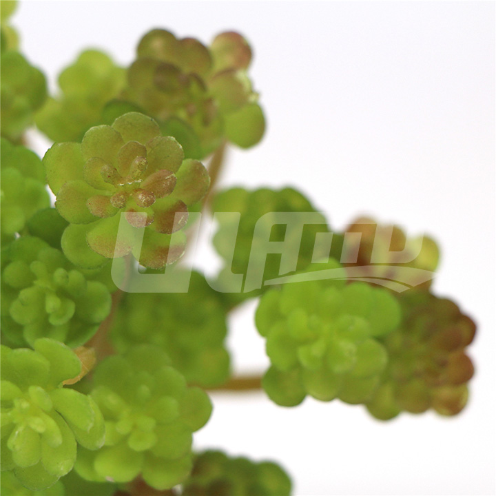 假多肉植物